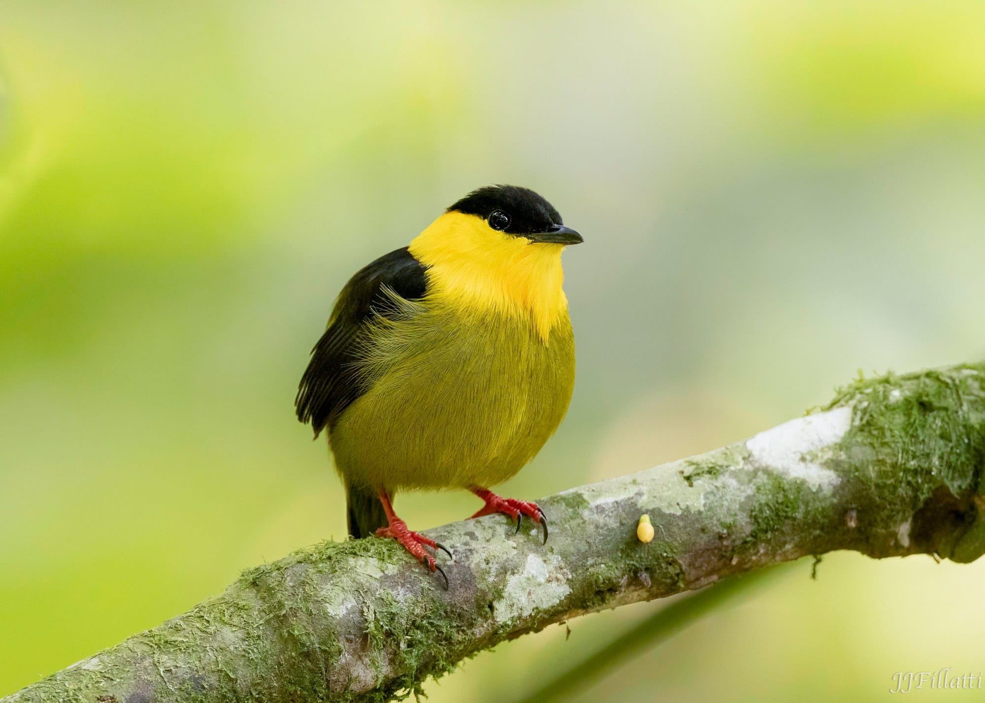 bird of colombia image 82